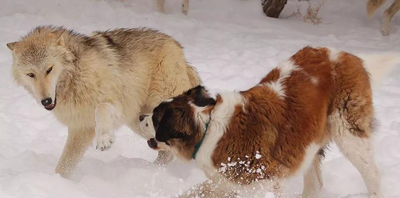 了解阿彭策尔山地犬的饲养方法（如何让你的阿彭策尔山地犬健康快乐）