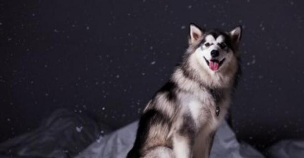 如何饲养一只健康的阿拉斯加雪橇犬（全面了解阿拉斯加雪橇犬的饲养方法，让你的狗狗健康快乐成长）