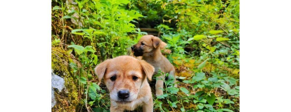 中华田园犬饲养全攻略（如何照顾你的中华田园犬）