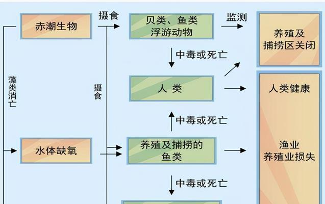 了解黑十字鱼饲养方法（打造健康快乐的水族箱生活）