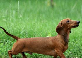 英国猎狐犬的饲养方法（以关注健康为重点的全面指南）