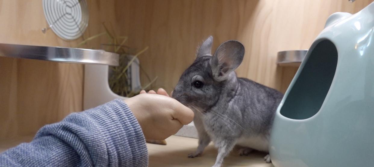 龙猫如何正确饮水？（从饮水器选择到饮水方法，给龙猫提供良好的饮水环境。）