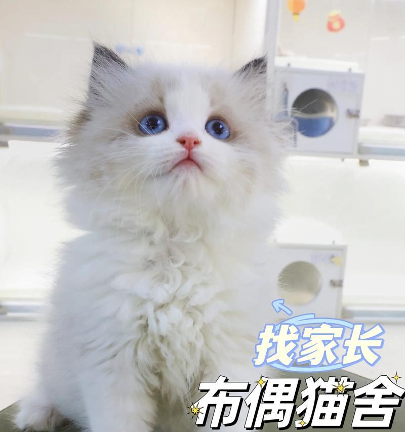 探秘Nova布偶猫的优雅与可爱（一只逐渐走红的布偶猫品种）