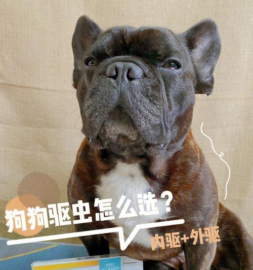 犬猫驱虫必备知识（全面了解宠物驱虫，让它们健康快乐成长）