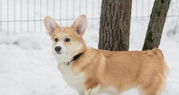 如何训练柯基犬（打造乖巧听话的小可爱）