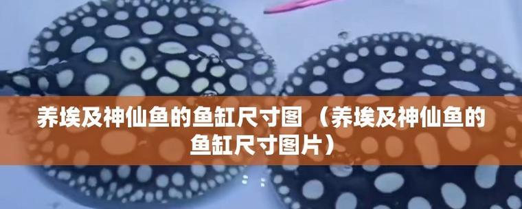 七彩神仙鱼的饲养方法（打造理想水族箱，让神仙鱼健康成长）