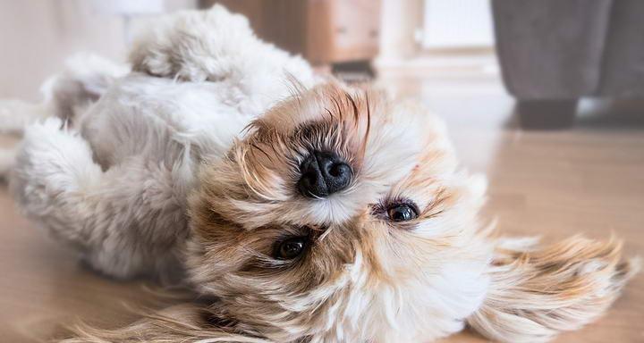 生完小狗凶，注意洗澡时间（为了母犬和幼犬健康，洗澡时间需掌握好）