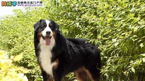 以伯恩山犬性格特点剖析（了解这只善良、友好的宠物犬）