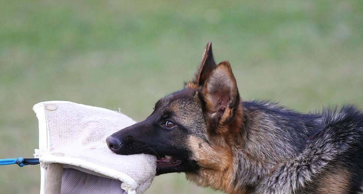 如何训练你的牧羊犬大小便？（以宠物为主，从小开始训练，成功的关键）