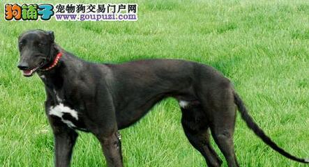 以格力犬为宠物的饲养方法（了解如何照顾你的格力犬，让它健康快乐）