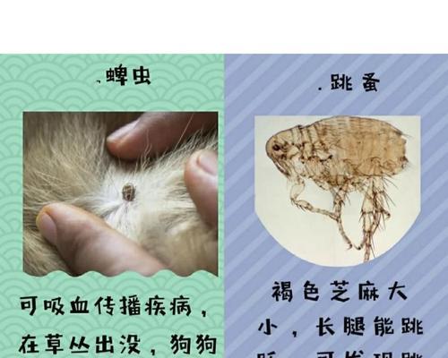 犬猫驱虫全知识（宠物养护必备的防治指南）