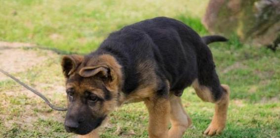 中国马犬的饲养全攻略（做个负责任的马犬爱好者，从科学养殖开始）