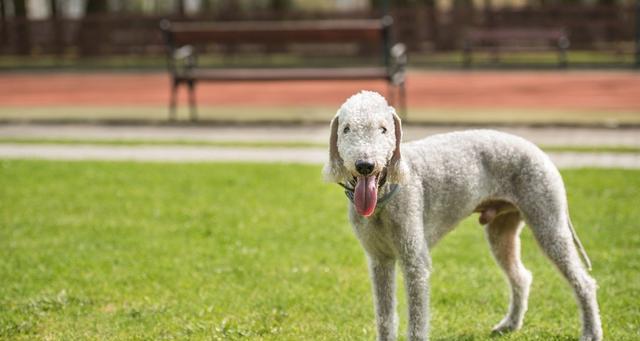 英国猎狐犬饲养指南（如何养护一只健康的英国猎狐犬）