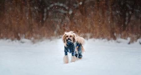 揭秘冠毛犬的防寒秘籍（从宠物视角看冬季保暖，轻松应对寒冷天气！）