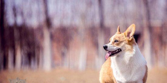 如何训练柯基犬成为乖巧听话的宠物（宠物训练技巧、柯基犬特点和注意事项）