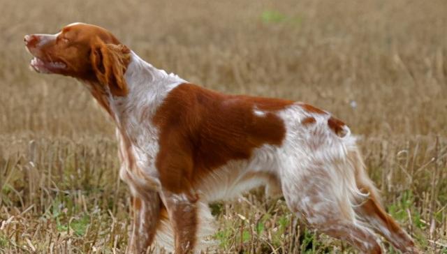 美国水猎犬的饲养方法（如何培养健康快乐的美国水猎犬？）