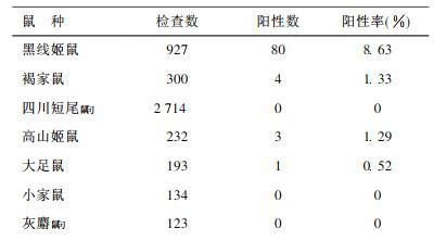 高山姬鼠的饲养方法详解（了解高山姬鼠饲养，从这里开始）