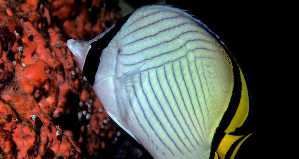 镜斑蝴蝶鱼的饲养方法（打造舒适水族箱，让镜斑蝴蝶鱼健康成长）