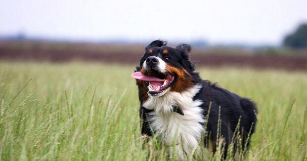 了解伯恩山犬的饲养秘诀（如何打理伯恩山犬的健康成长）