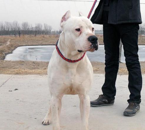 杜高犬打猎的历史（以宠物为主的狩猎工具，追踪、指引、攻击）