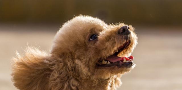 如何训练贵宾犬（以科学的方法培养贵宾犬的优秀品质）