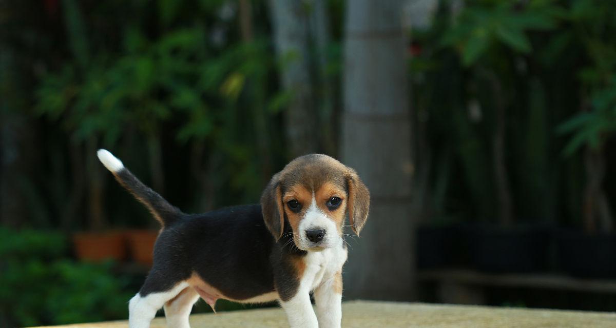 迷你贝吉格里芬凡丁犬饲养指南（如何培养一只健康快乐的迷你贝吉格里芬凡丁犬）