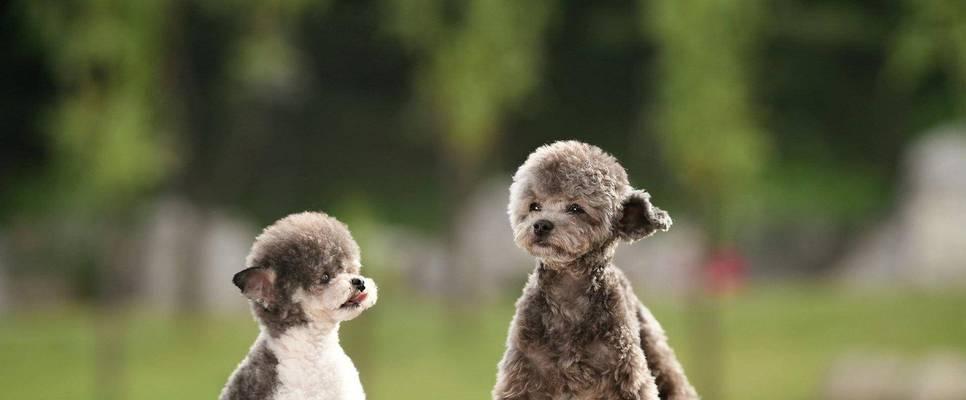 奇努克犬饲养完全指南（了解奇努克犬的品种特征，打造完美饲养环境）