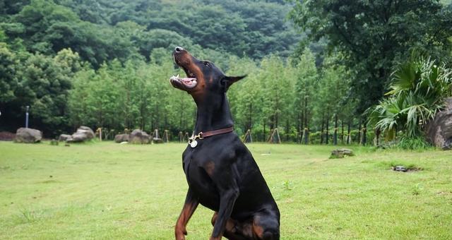 以杜宾犬为例，如何训练你的宠物犬（从基础训练到高级技巧，打造听话乖巧的杜宾犬）