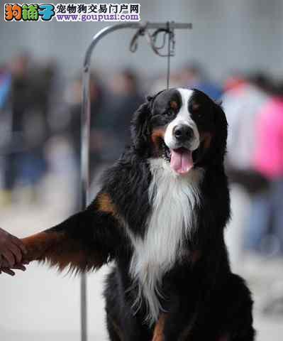 如何科学喂养以伯恩山犬（了解犬种特点，让爱宠更健康）