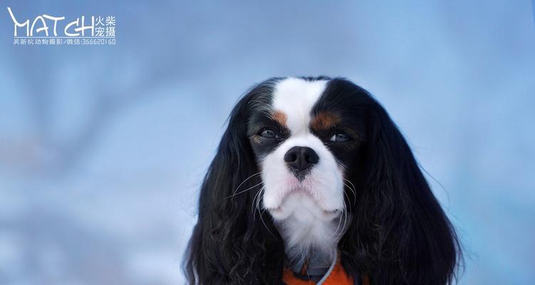 查理士王小猎犬的饲养指南（如何培养健康快乐的查理士王小猎犬）