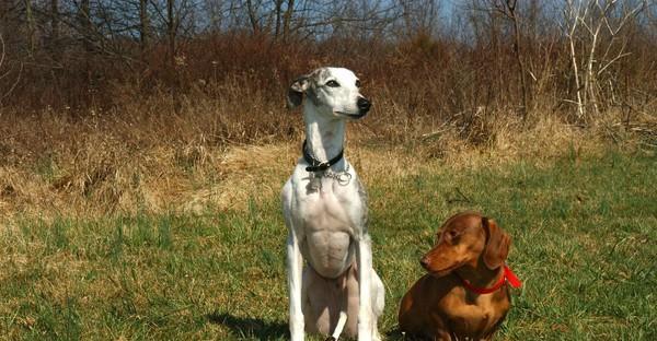 比特犬感冒——预防与治疗（宠物健康必备，了解比特犬感冒的症状及治疗方法）