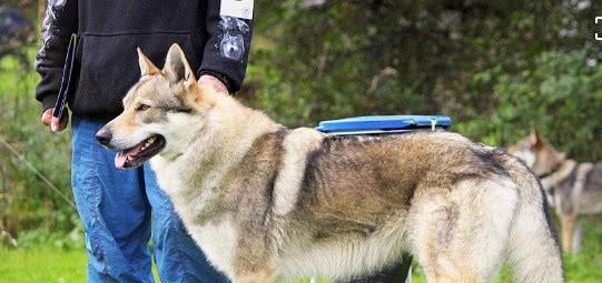 如何科学地饲养捷克狼犬（以宠物为主的全面指南）