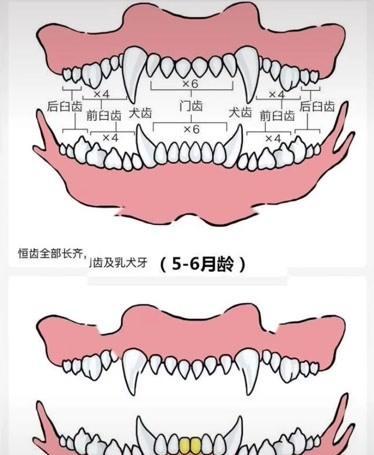 狗狗年龄的合适问题（从多个角度看待狗狗的年龄问题）