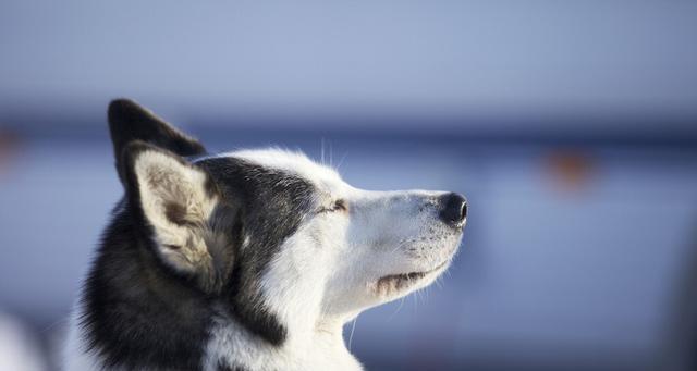 哈士奇是雪橇犬吗？（探究哈士奇的起源和特点）