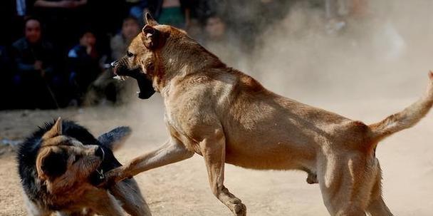 《兰伯格犬的饲养指南》（做个称职的兰伯格犬主人，从这里开始！）