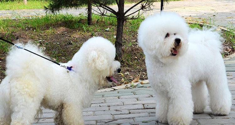 如何为你的比熊犬选择正确的进补食品（为你的宠物健康着想，以营养为先！）