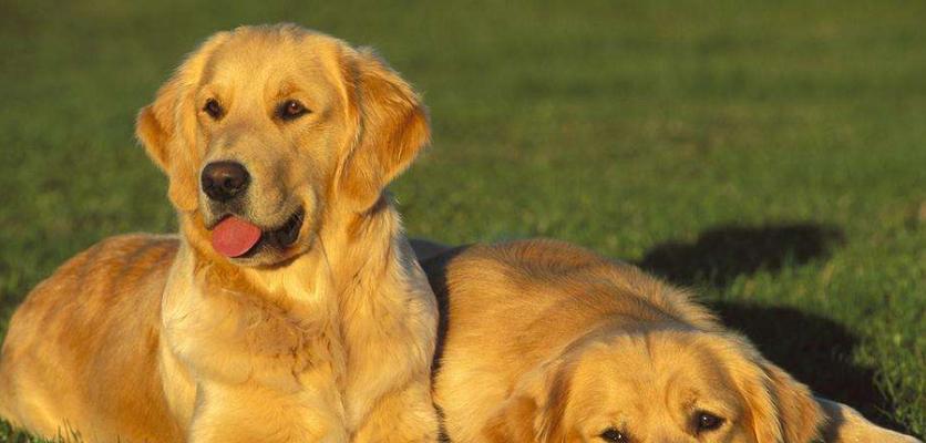 如何科学饲养金毛犬（了解金毛犬的习性，让你做个负责任的主人）