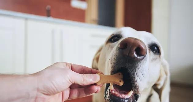 千万别让爱犬吃这些食物！（了解这些致命食物，保护你的宠物健康）