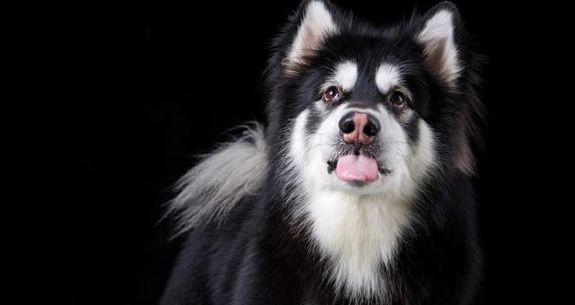 如何应对脾气不好的阿拉斯加犬？（用宠物训练技巧改变阿拉斯加犬的不良行为）