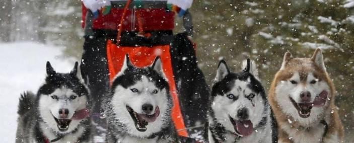 哈士奇，是一只雪橇犬吗？（解析哈士奇的血统及特点，探讨它在人类社会中的地位）