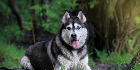 如何训练哈士奇站姿？（从宠物狗到优秀展示犬的转变，这个训练方法真的有用吗？）