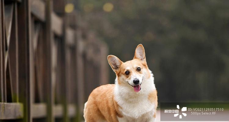 探究柯基犬的优点（从宠物角度分析柯基犬的魅力）