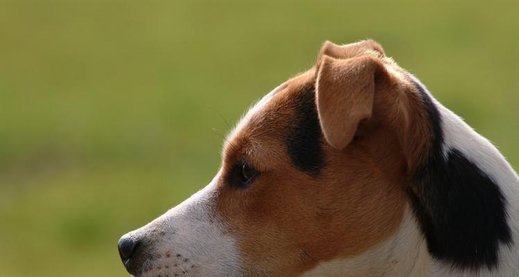 英国猎狐犬的饲养方法（培养最佳饲养条件和健康习惯）