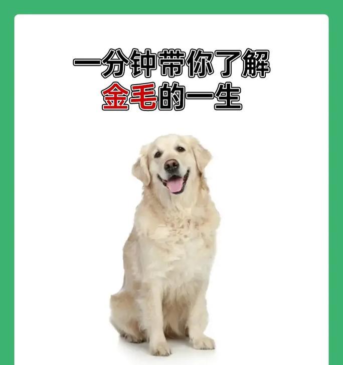 如何正确饲养金毛犬（了解金毛犬的特性，让它健康快乐成长）