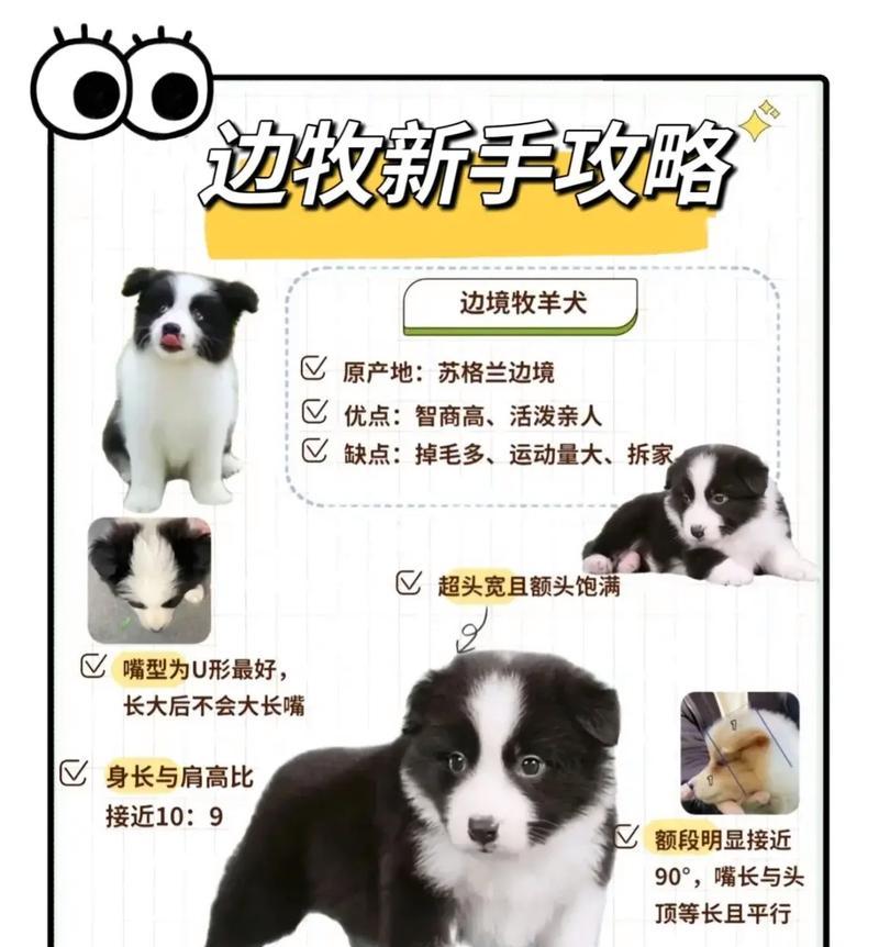 让你的犬只健康成长——边境牧羊犬饲养详解（让你的犬只健康成长——边境牧羊犬饲养详解）