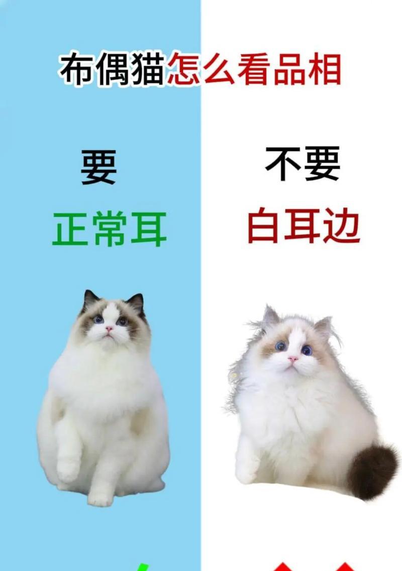 布偶猫的饲养方法（了解布偶猫的特点，让它健康快乐生活）