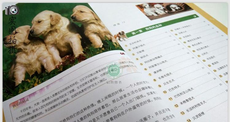 贝生吉犬的饲养全攻略（打造健康快乐的宠物生活）