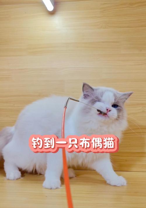 布偶猫的饲养全攻略（了解布偶猫的喜好，让你成为贴心的猫奴）