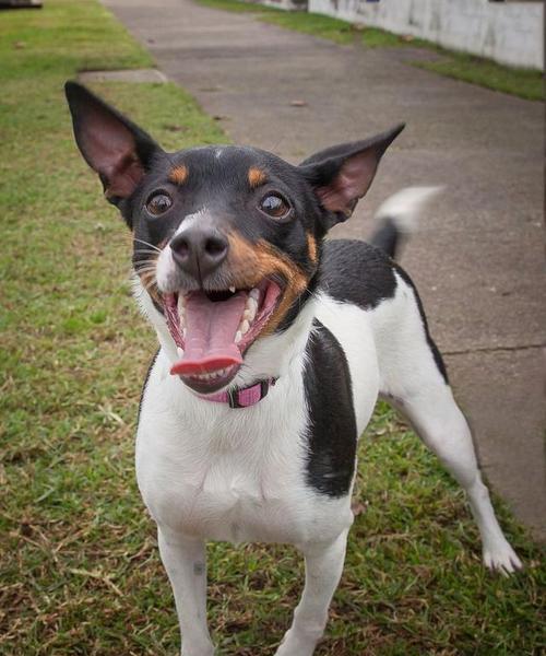 贝生吉犬的饲养全攻略（关注健康，呵护宠物——掌握饲养贝生吉犬的技巧）