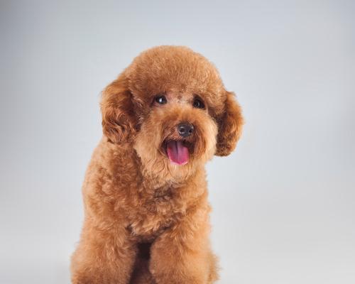 全面了解中国冠毛犬的饲养方法（了解特点，掌握技巧，让宠物狗健康成长）